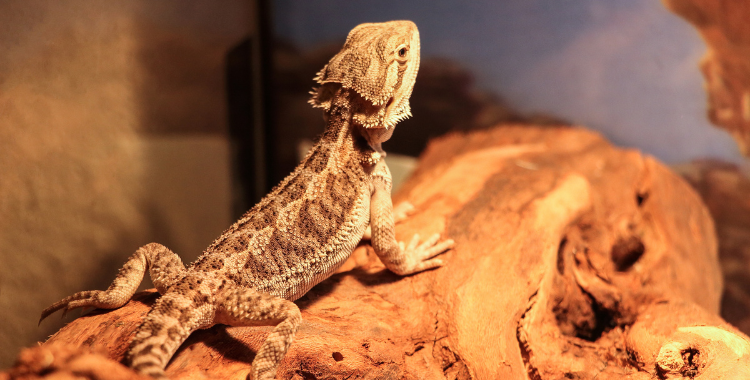 House reptiles pets new arrivals
